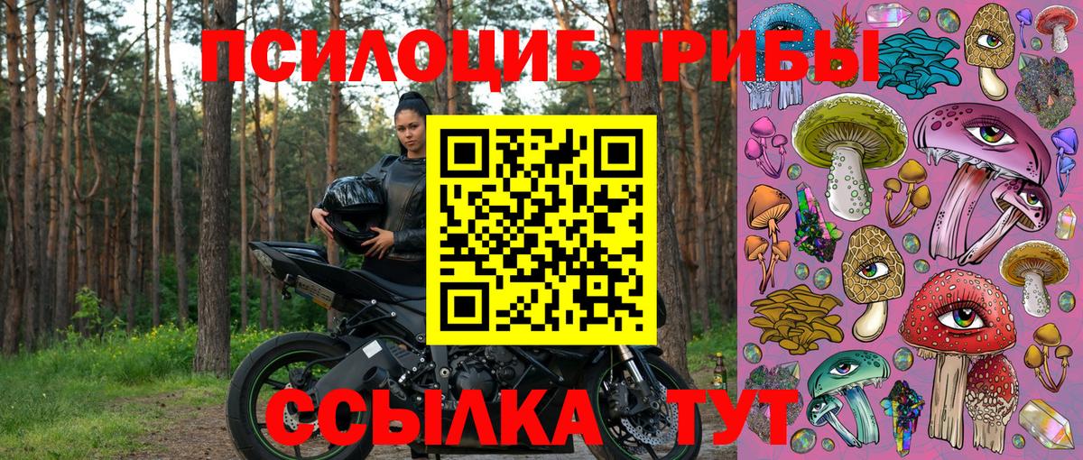 Кинель  Псилоцибиновые грибы Psilocybe  Вход с VPN 